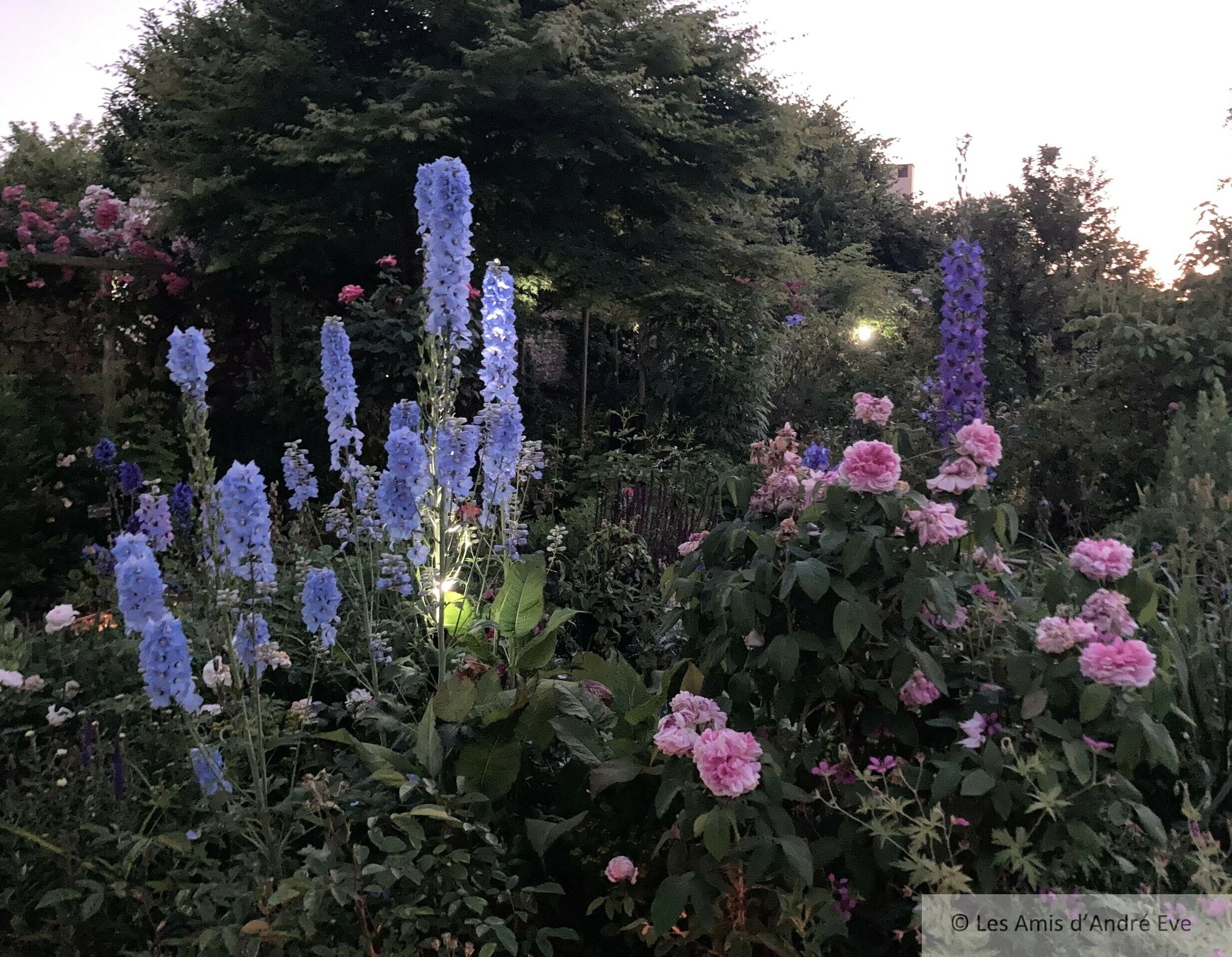 Rosier et delphiniums au jardin personnel illuminé à la bougie
