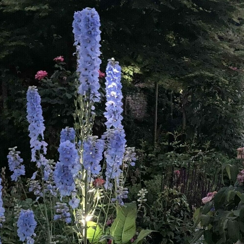 Rosier et delphiniums au jardin personnel illuminé à la bougie